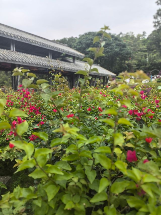 深圳探園|寶安簕杜鹃谷公園花海等你來。 深圳探園|寶安簕杜鹃谷公園花海等你來。