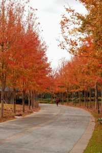 11月20日實拍上海這裡的楓葉已經紅啦。