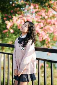 11月26日實拍！廣州從化這棵異木棉美到封神！。