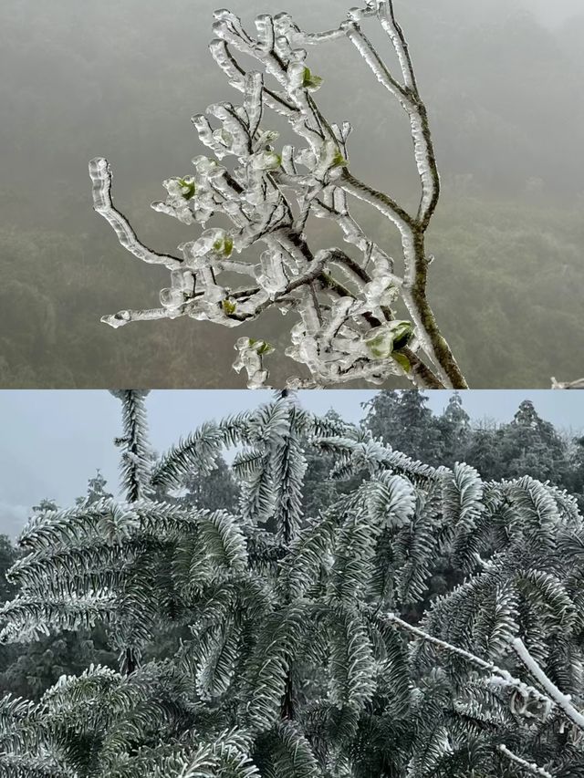 廣東出發坐高鐵，2小時就能看到雪。