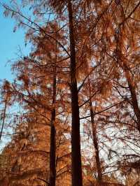 鄭州北龍湖濕地公園裡的水杉，美得像一幅油畫！