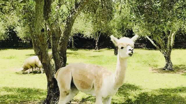 奧克蘭薰衣草農場之旅,夢幻打卡地! 奧克蘭薰衣草農場之旅,夢幻打卡地!