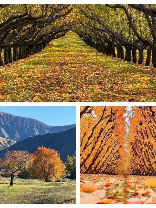 4일 연휴 뉴질랜드 여행의 최적기