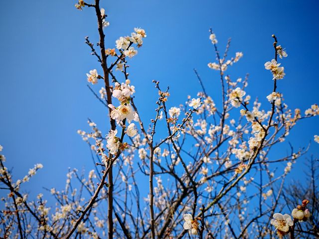 1月初到蘿崗香雪公園賞梅花