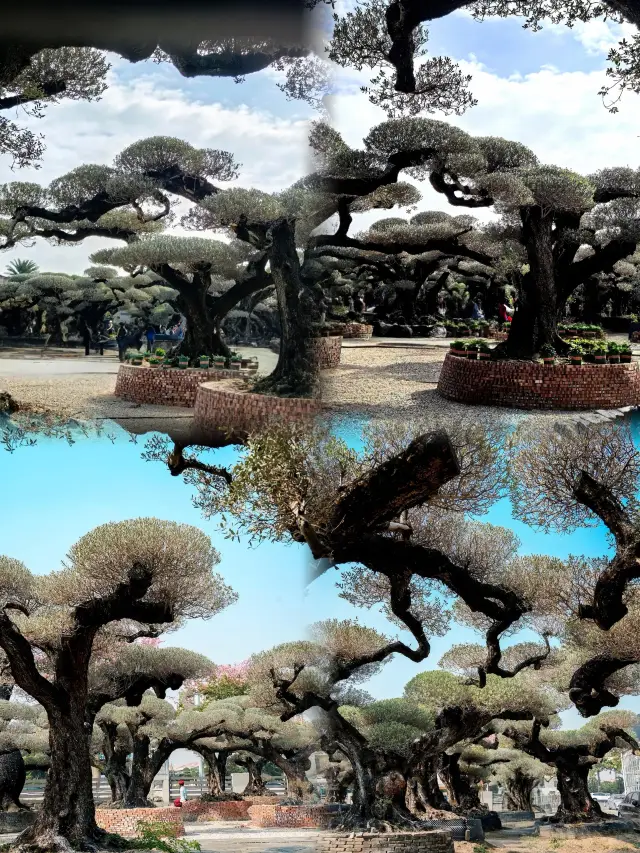 Not AI! A fantasy forest in Foshan