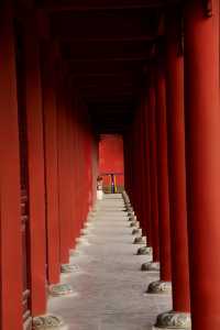 西安大興善寺～臘梅花開