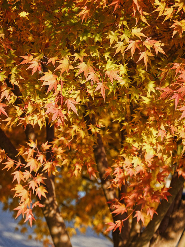 無錫｜來貢湖灣濕地公園逛太湖啦！