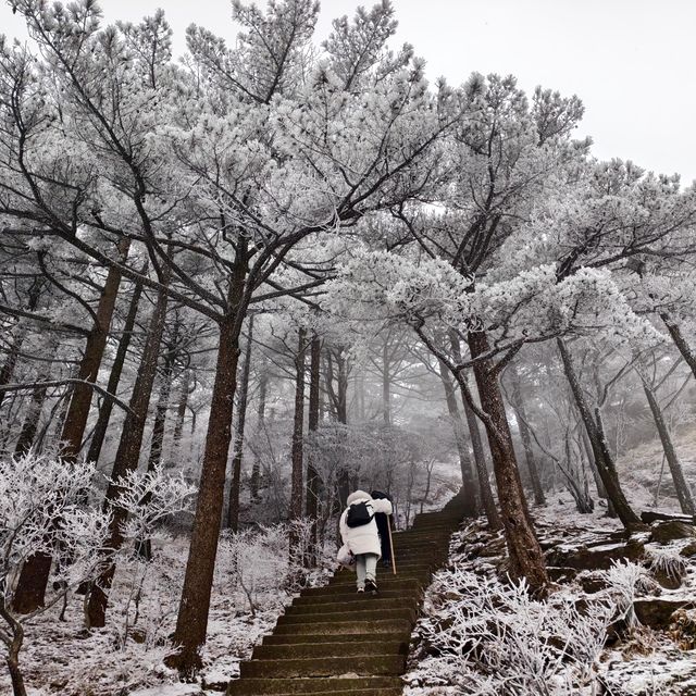 黃山春節雪景旅遊新通知請速速查收