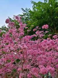 後海中心河公園｜紫花風鈴木盛開的冬天