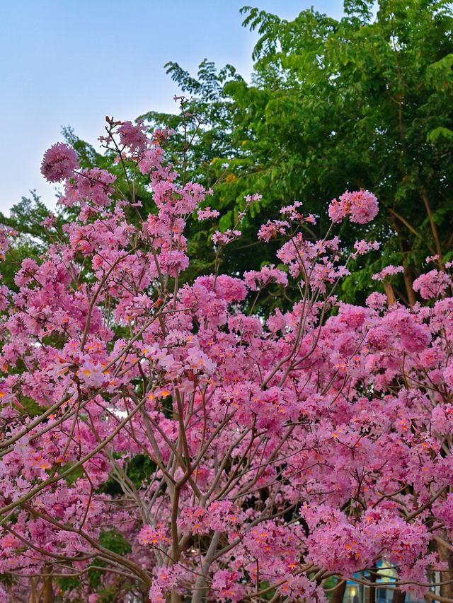後海中心河公園｜紫花風鈴木盛開的冬天