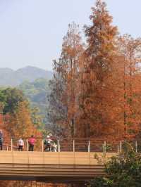 廣州落羽杉絕美打卡點 就藏在雲溪植物園