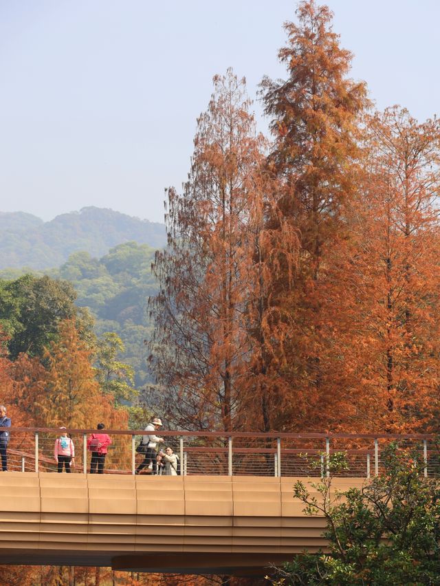 廣州落羽杉絕美打卡點 就藏在雲溪植物園