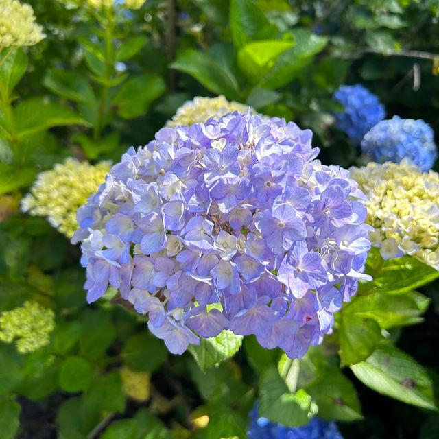 Discover the Hidden Gem of Auckland: The Botanic Gardens