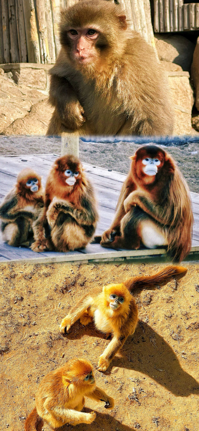 春節假期一定要來打卡的西霞口神雕山野生動物園