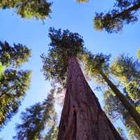 Sequoia National Park: A Summer Adventure Among Giants 🌲