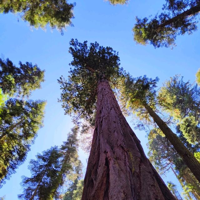 Sequoia National Park: A Summer Adventure Among Giants 🌲