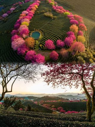 福建春日頂流！這片櫻花海美到犯規