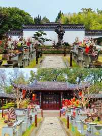 2.14實拍︳古漪園的梅花已經開了！可以衝！