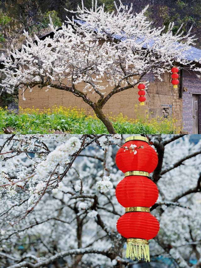 廣東最美的李花來啦丨陽山水浪花谷
