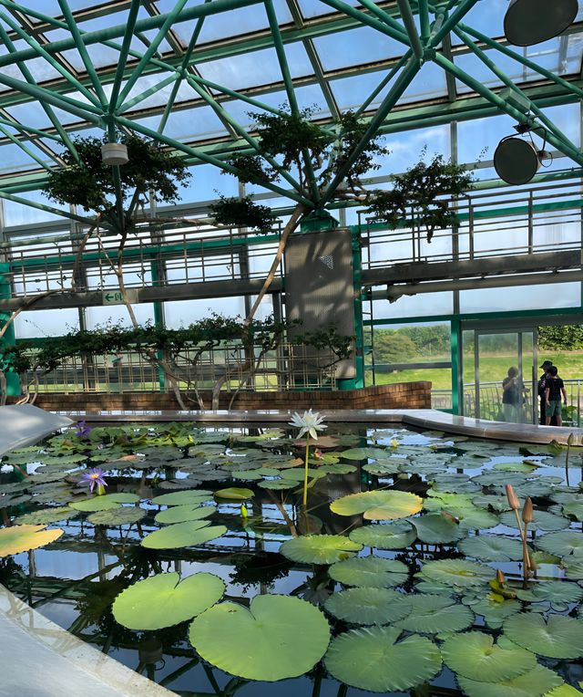 草津市立水生植物公園｜四季畫卷，水生花草繪就的自然詩篇