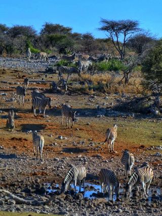 Etosha National Park, Namibia: Experience the Wild Beauty of Africa Up Close