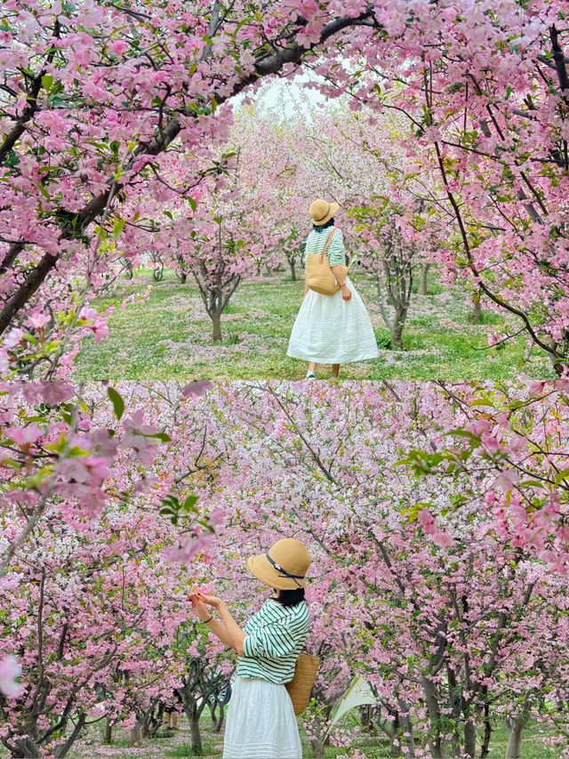 接下來西安太美汇总處免費寶藏花海