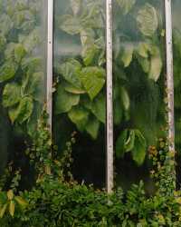 瑞典隆德植物園：在綠意盎然的自然中，放鬆心靈 