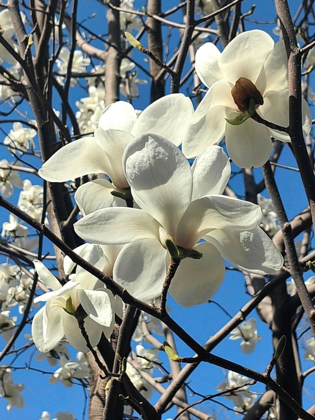 玉淵潭公園｜一場浪漫的春日奔赴