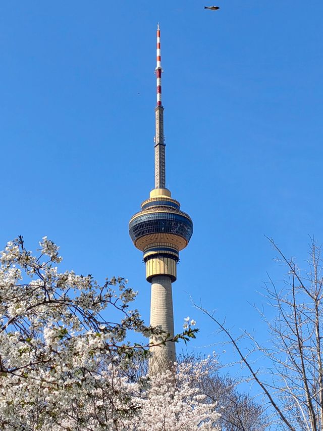 玉淵潭公園｜一場浪漫的春日奔赴