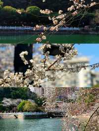 望月公園的第一波櫻花已經綻放 3.1實拍