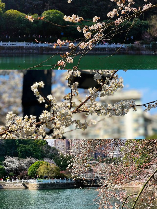 望月公園的第一波櫻花已經綻放 3.1實拍 望月公園的第一波櫻花已經綻放 3.1實拍