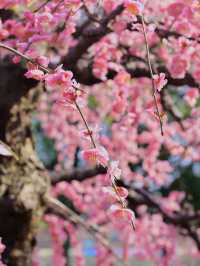 寧波市區就能賞龍梅！在日湖公園！快衝！