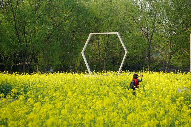 人間三四月，芳菲無邊界—杭州春季賞花指南