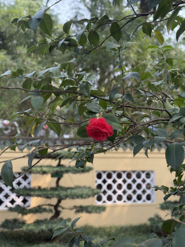 重慶鵝嶺公園山茶花傲然綻放，中式意境十足！