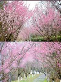 貴陽觀山湖公園——最美櫻花打卡攻略