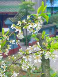 追個青羊宮梅花末班車，感受春天的中式浪漫