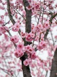 杭州青芝塢賞桃花啦！小眾好看哦～