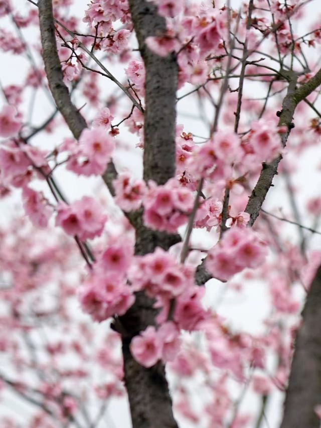 杭州青芝塢賞桃花啦！小眾好看哦～