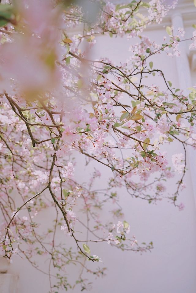 春日來信｜庾園海棠花開