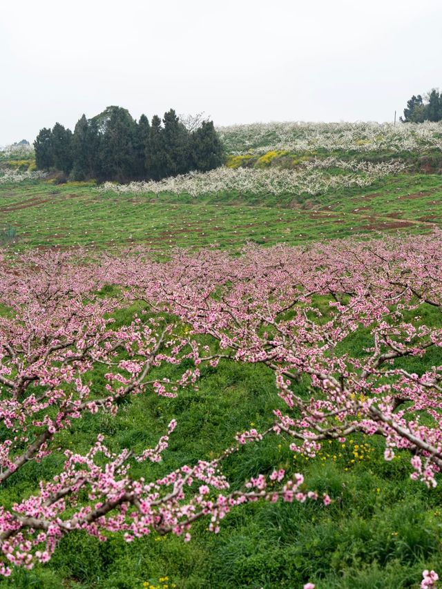 冷門賞桃花勝地