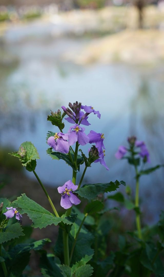 黿頭渚賞花記 黿頭渚賞花記