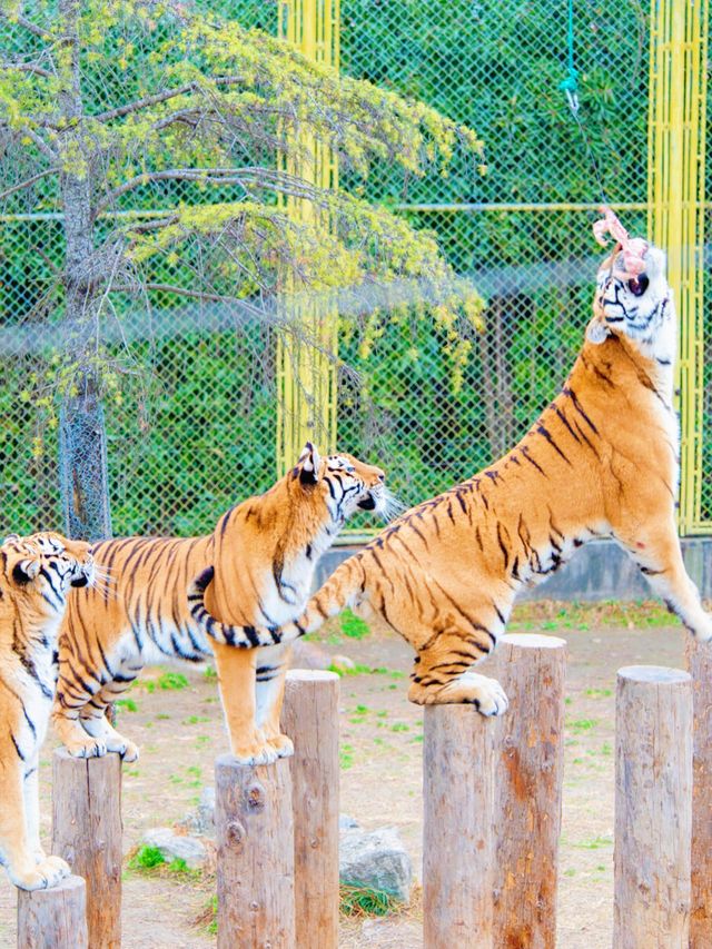 上海野生動物園：與動物共度難忘時光