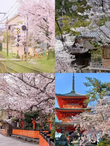The wildly searched 2025 Osaka Castle Park Cherry Blossom Viewing Guide—miss it and wait another year