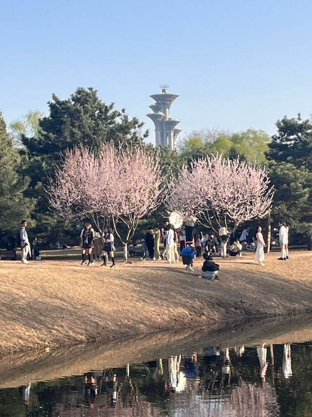 奧森桃花谷的桃花劫～
