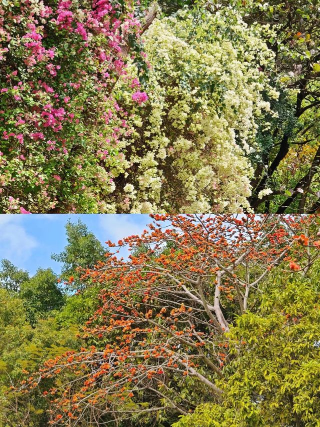 蓮花山公園|趁著花期走去深圳的春天裡