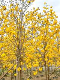 清明節 2 天暢遊江門好去處