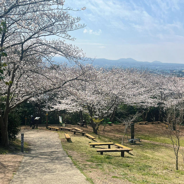 濟州島限定！彩虹公路旁的夢幻賞櫻寶藏地🌸