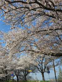 誰懂啊！釜山三樂生態公園美到我心巴上