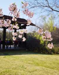 上海|顧村公園|春日櫻花詩旅