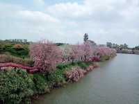 Shipai Park: Blooming as A Bomb of Colours in Dongguan
